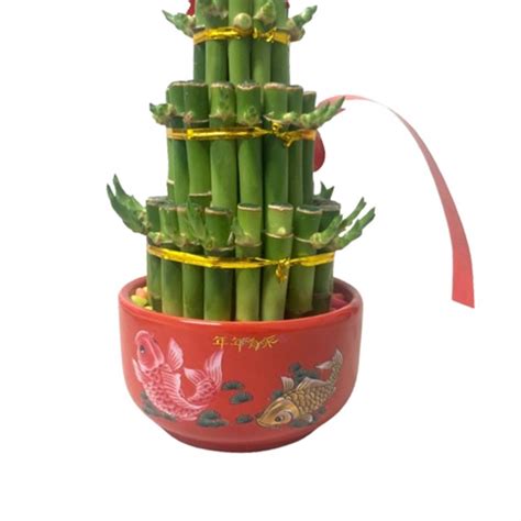 開運竹土栽|袁晓辉 Rita : Lucky Bamboo 富貴竹/幸運竹